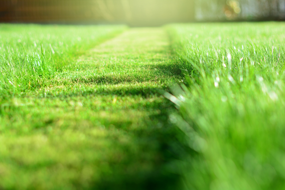 how-and-when-to-mow-your-lawn-lawn-guide-information